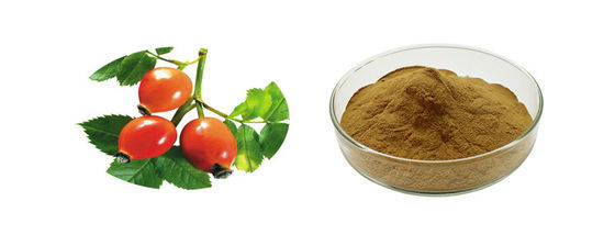 Hot Sale 5%VC Rosehip Extract Powder for Boosting Metabolism and Blood Circulation